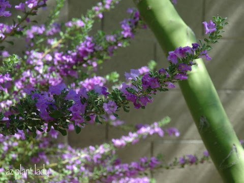 Growing With Plants How To Grow And Train A Wisteria Tree