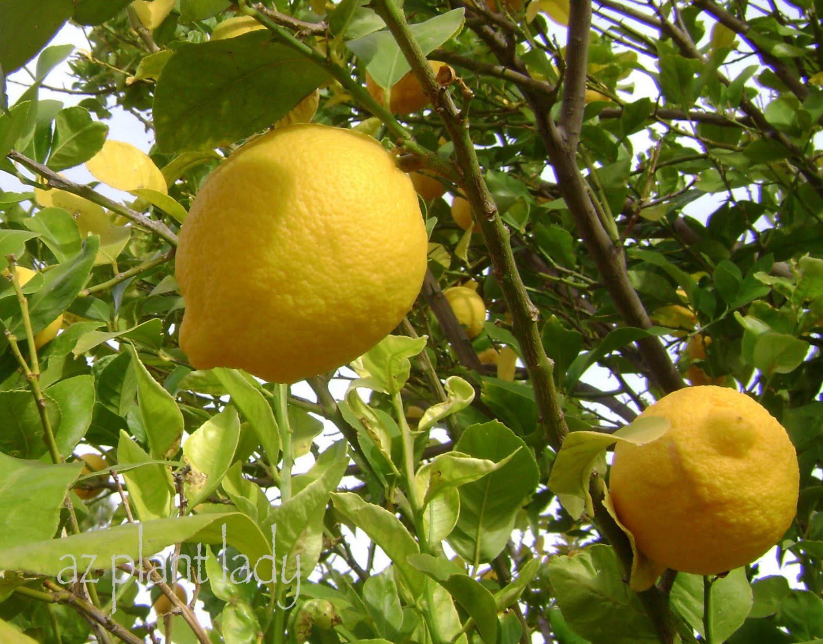 Citrus, September and Lemonade.... Ramblings from a Desert Garden