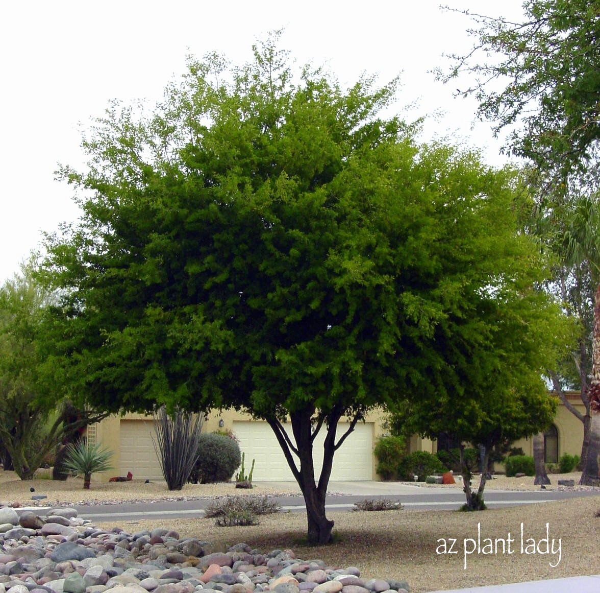 Texas Ebony Tree