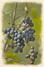Wild Grapes