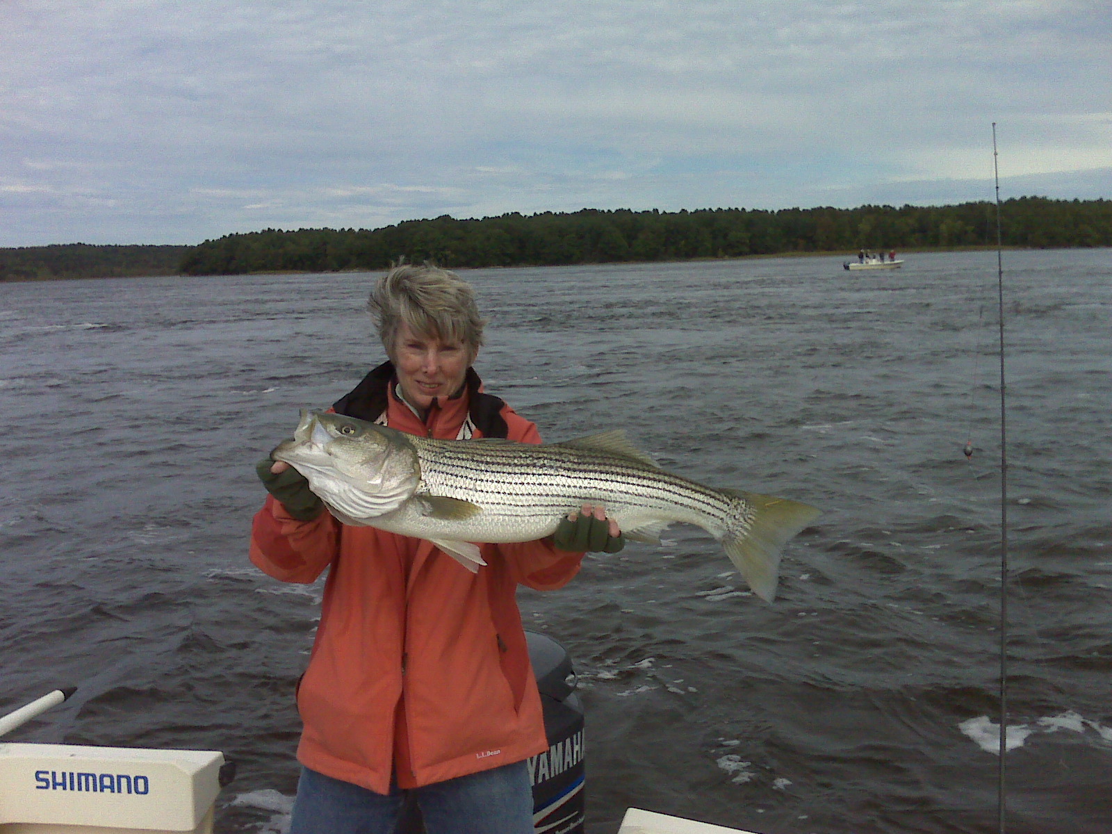 Maine Striper Fishing Charters & Reports Hotline 2076910745 Maine