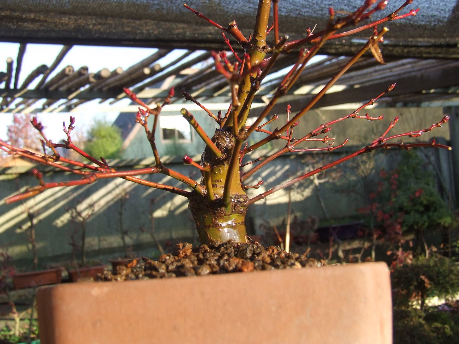 [Acodo+Acer+017.JPG]
