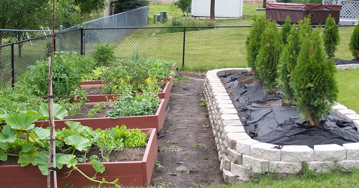 Chicago Mikes Garden Ground Cover Between The Raised Beds