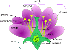 Las partes dela flor