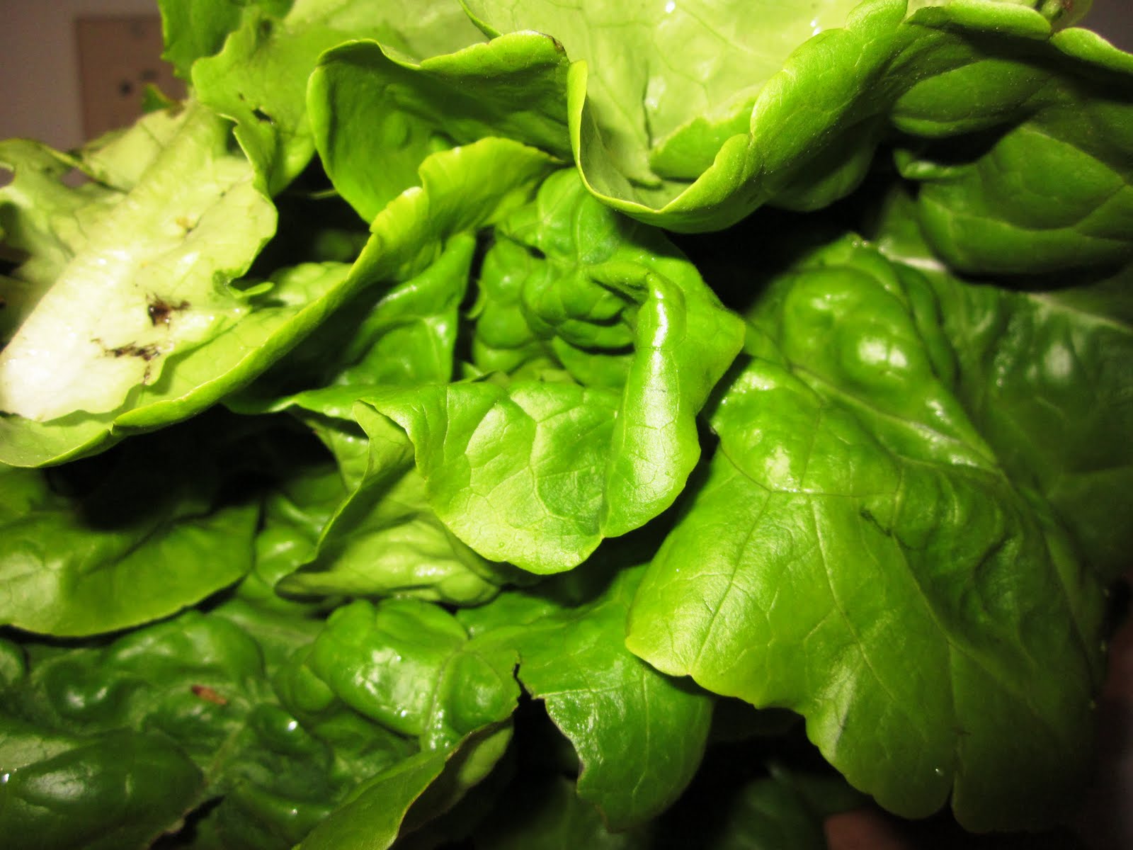 Indulge Inspire Imbibe Kare's Garden Lettuce