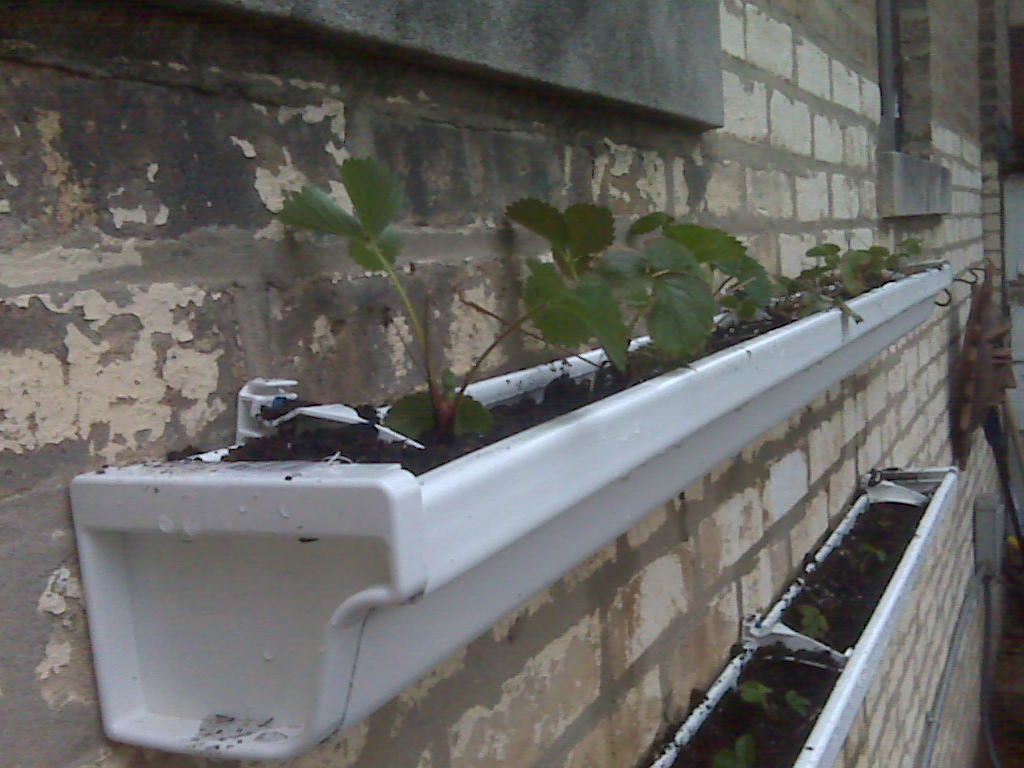gutter strawberry rain beds planters plants garden gutters planter raised urbs horto growing visit