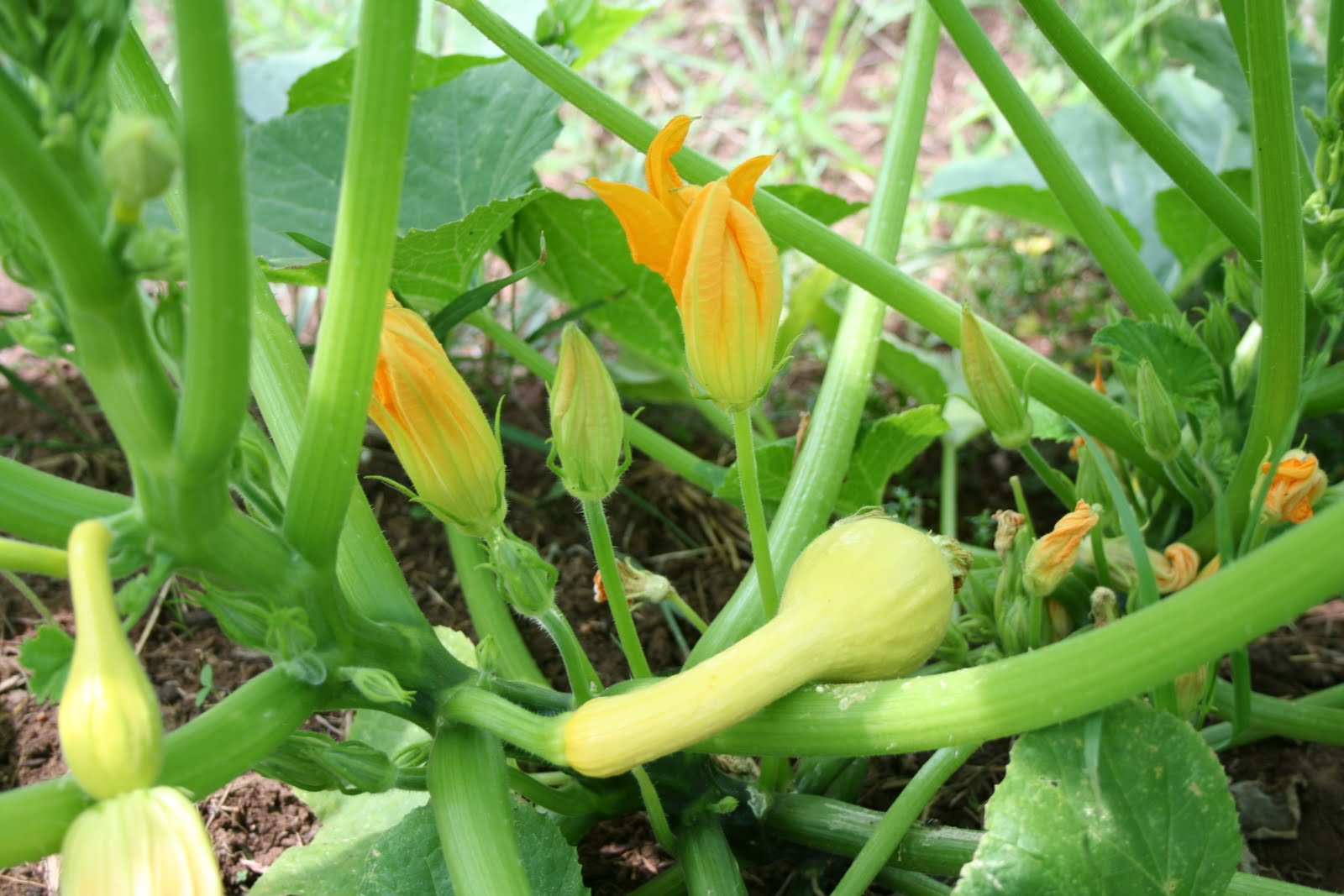 The Accidental Huswife Squash versus the Squash Vine Borer