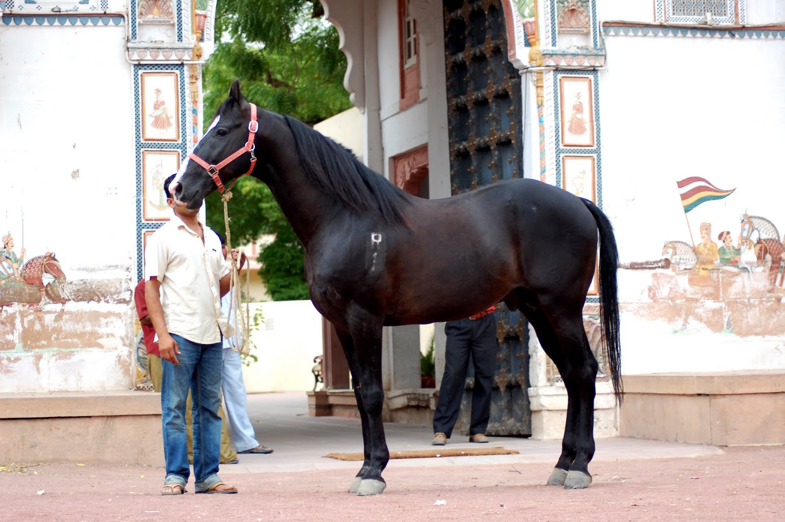 Marwari horse (indigenous horses of india)