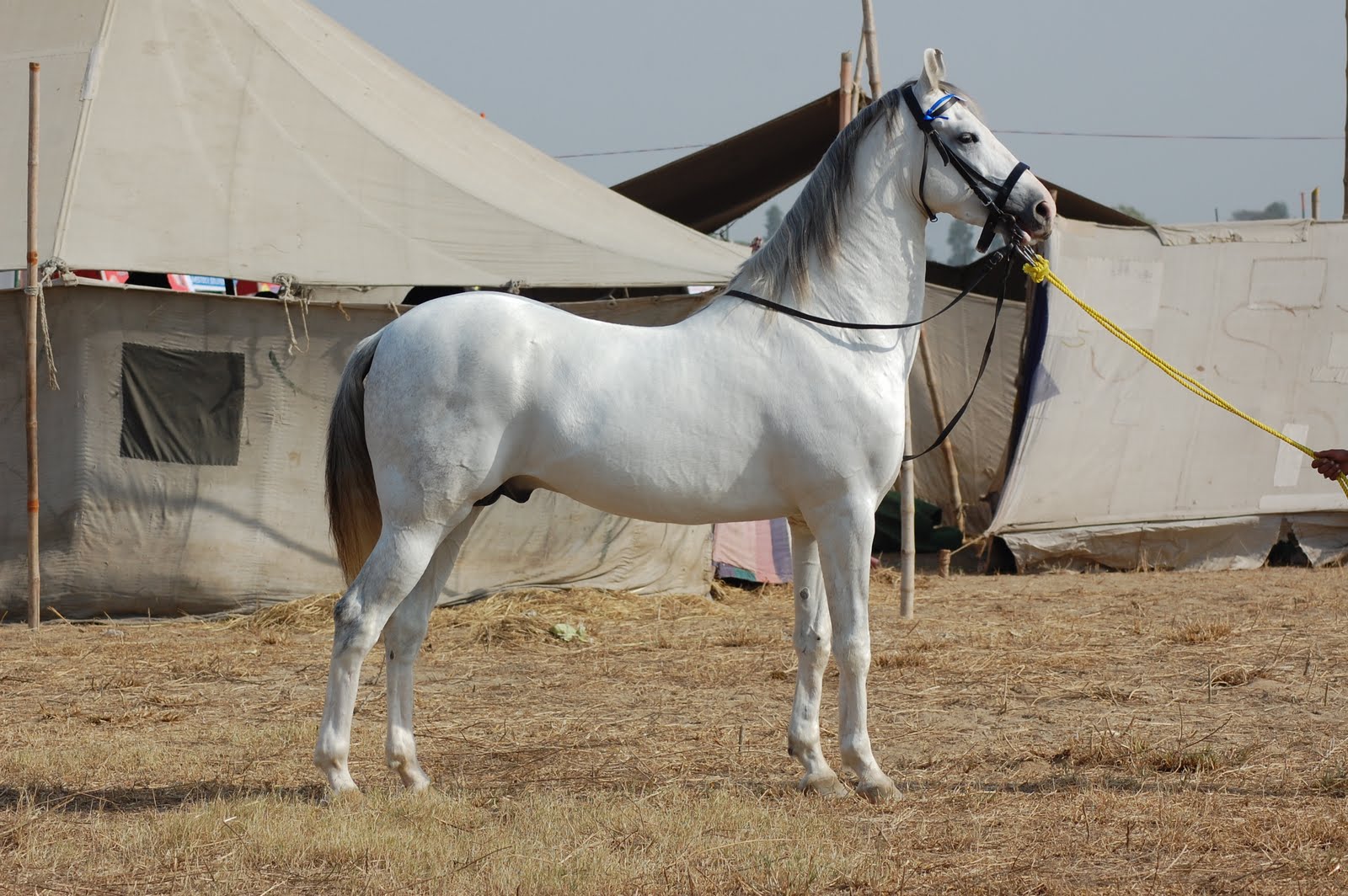 Marwari horse (indigenous horses of india)