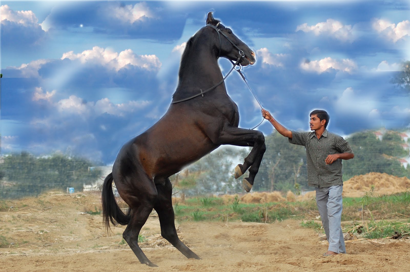 Marwari horse (indigenous horses of india)