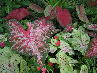 Red Flash Caladium