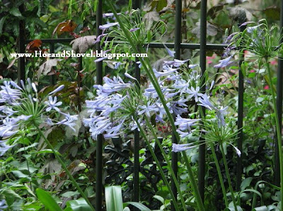 african blue lilies