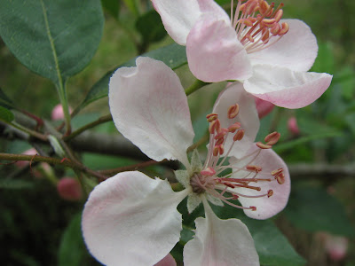 southern magnolia tree facts. southern magnolia tree facts.