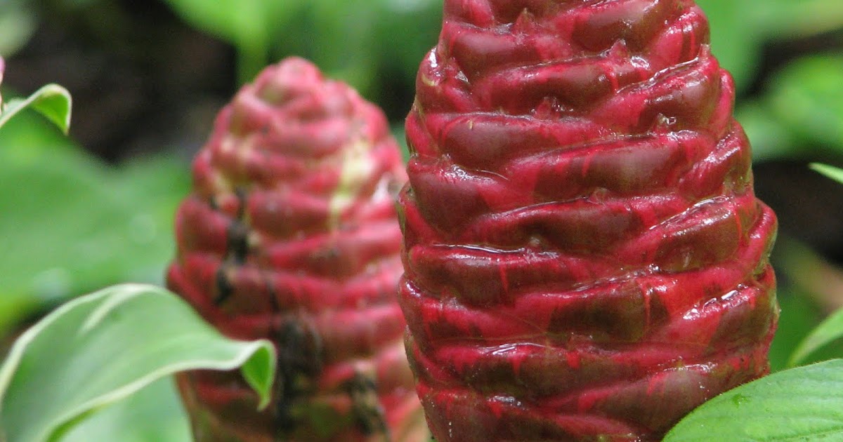 Hoe and Shovel Pinecone Ginger