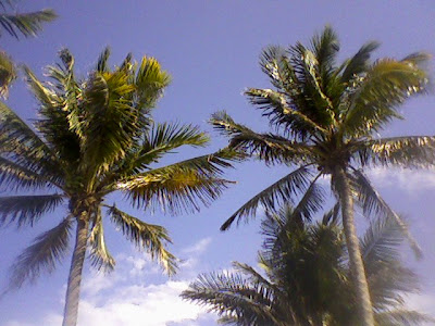 coconut trees clipart. june calendar clip art. coconut trees clipart.
