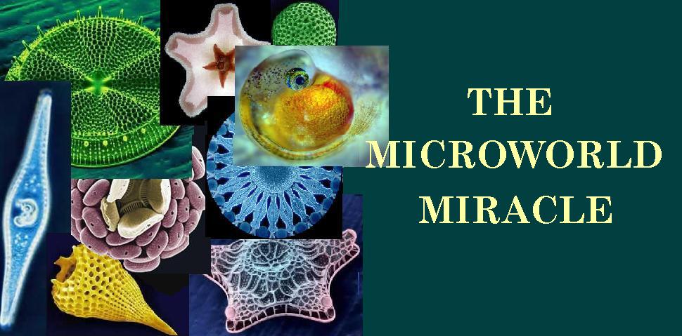 THE MICROWORLD MIRACLE