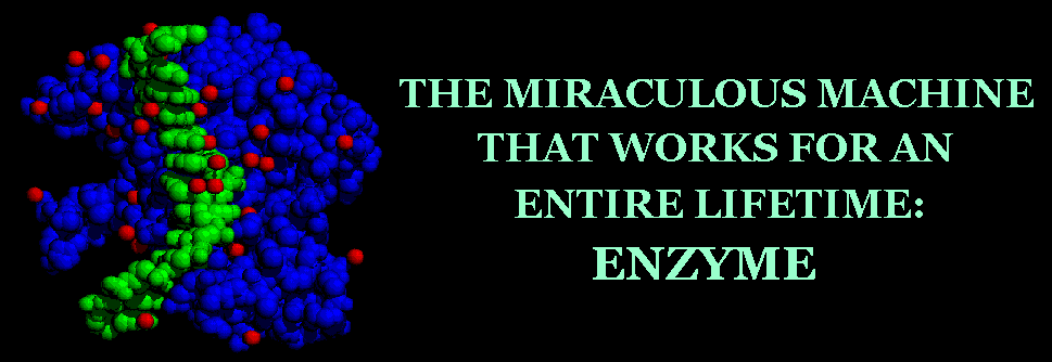 THE MIRACULOUS MACHINE THAT WORKS FOR AN ENTIRE LIFETIME: ENZYME