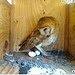 Ustream Live Show, Lucy and Ricky The Barn Owls of Poway