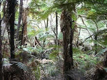 Waitangi Forest
