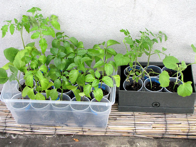 Bushwick Rooftop Container Gardening Seedlings