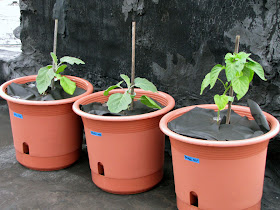 Bushwick Rooftop Container Gardening Seedlings