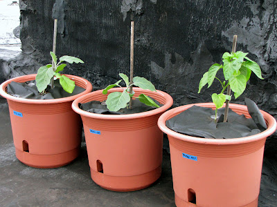 Bushwick Rooftop Container Gardening Seedlings