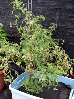 Bushwick Rooftop Container Vegetable Garden Plant