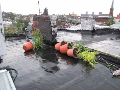 Bushwick, Brooklyn Tornado Damage