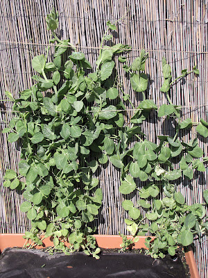 Bushwick Rooftop Container Vegetable Garden Plant