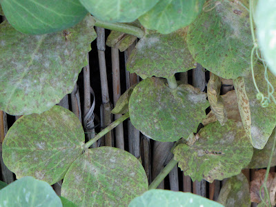 Bushwick Rooftop Container Vegetable Garden Disease