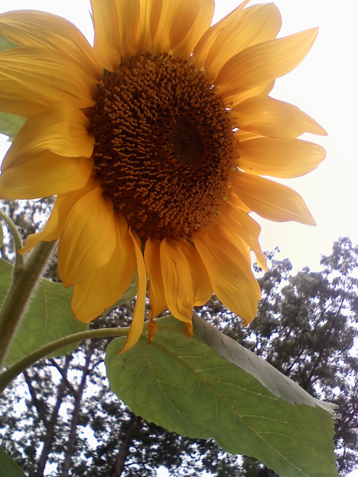 How to Grow Sunflowers in Your Backyard How it all started