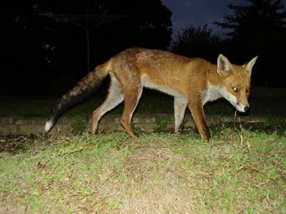 Fox Urban
