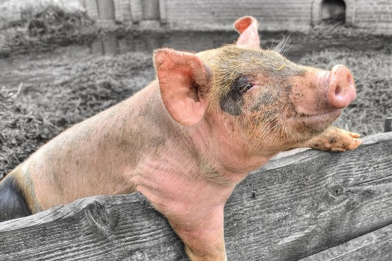 [pig.jpg]