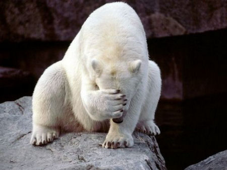 [polar_bear_failure.jpg]