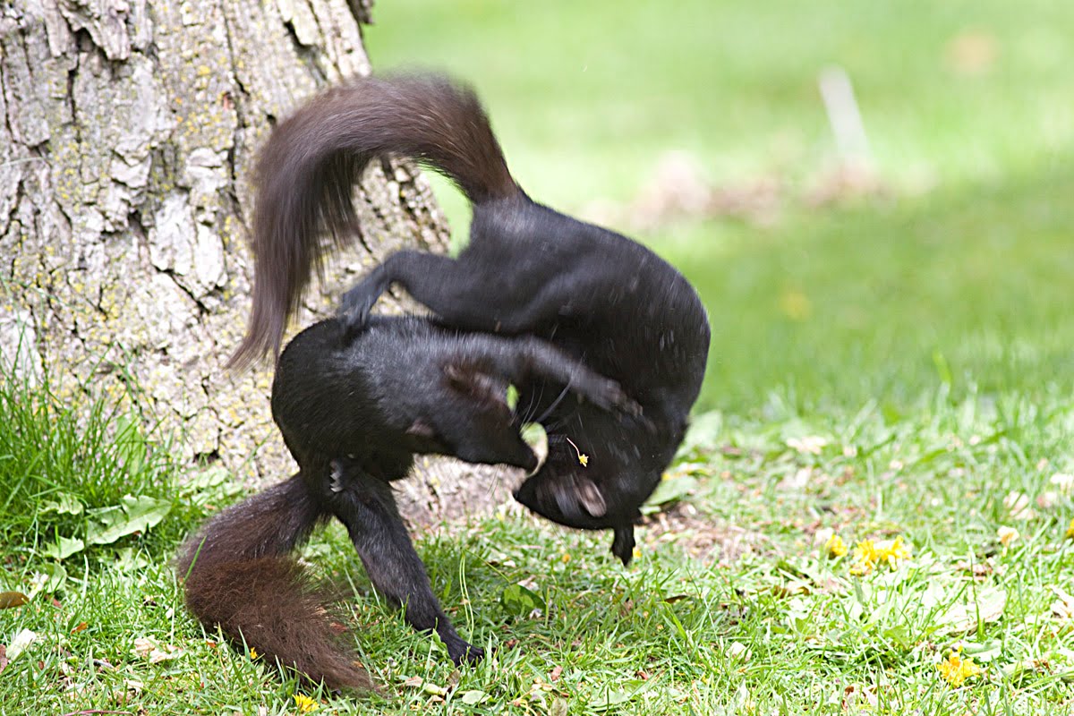 squirrels fighting