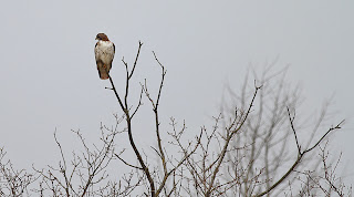 Hawk New England
