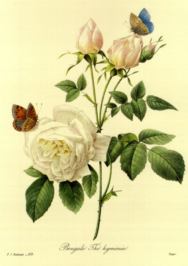 redoute
