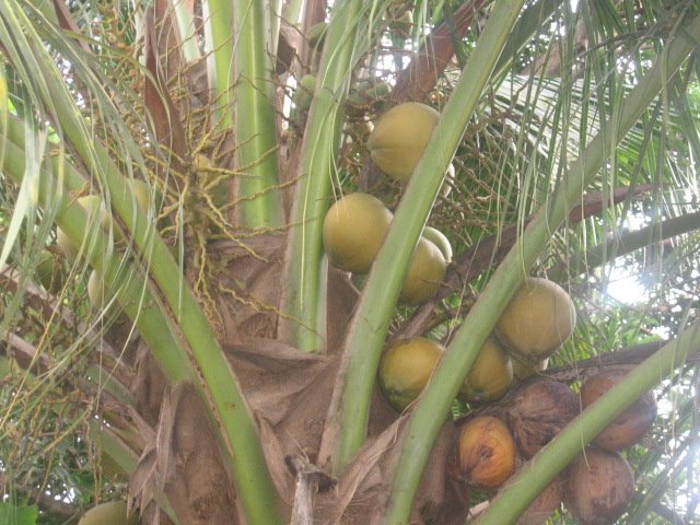 [coconut+tree.JPG]