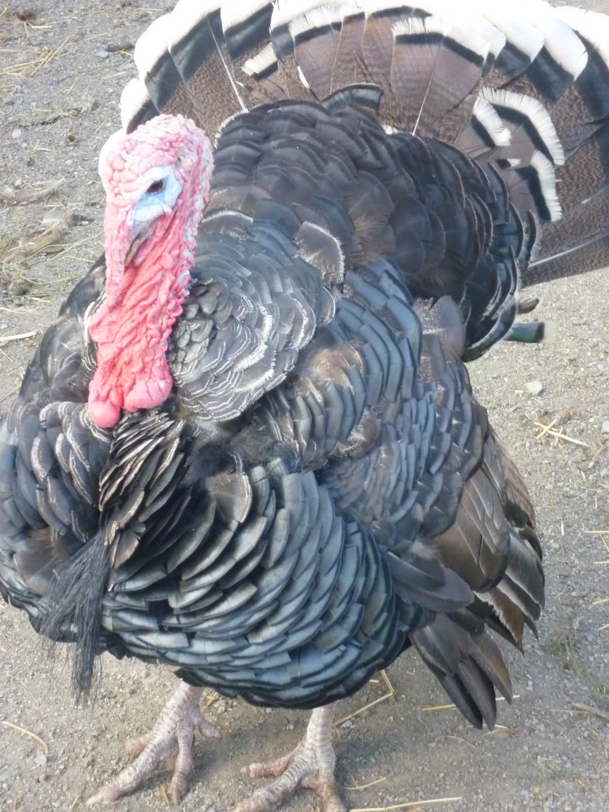 le fabuleux voyage de Mélanie : septembre 2010