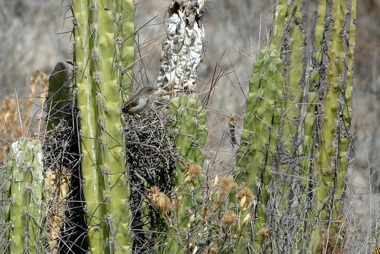 [Dark-winged+Canastero.JPG]