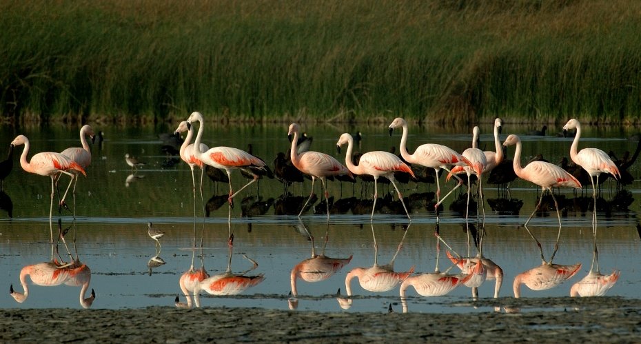 [Chilean+Falmingo+13.JPG]