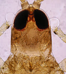 Holopothrips tabebuia C. y S.