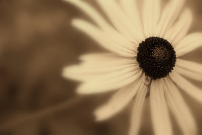 Black And White Flower Photography