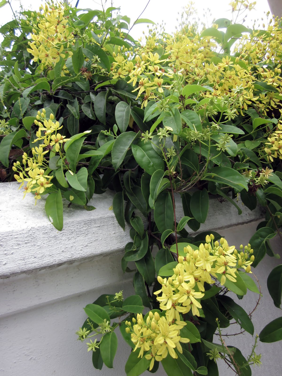 Tristellateia Australasiae