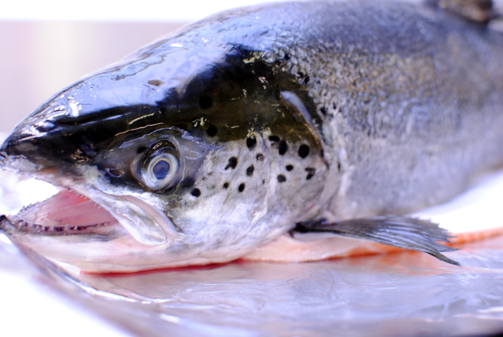 +The Church Cook How to Bake a Whole Salmon