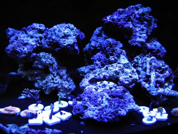 Bare Bottom Aquarium