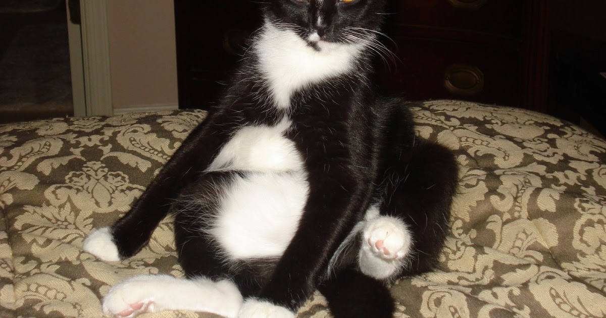 Shout First, Ask Questions Later Clumsy Cat