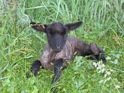 [the+cutest+little+lamb.jpg]