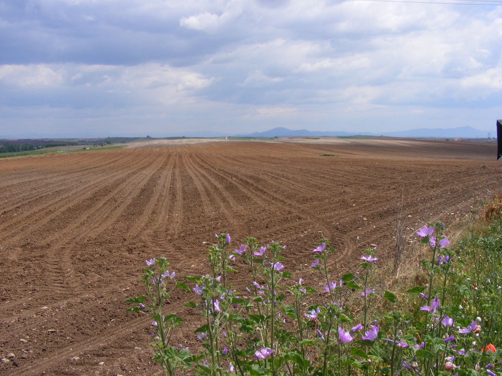 [fields.JPG]