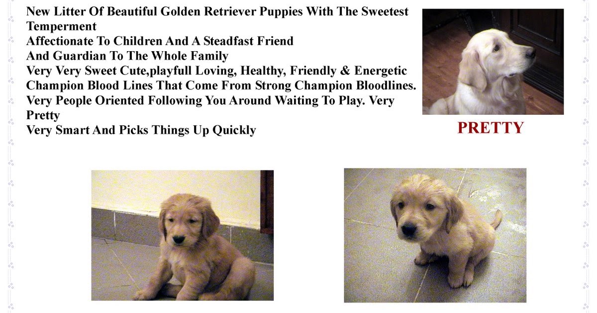 golden retriever puppies for sale in southern california golden retriever puppies in golden retriever puppies for sale in cairo golden retriever puppies for sale in southern california golden retriever puppies in golden retriever puppies for sale in cairo